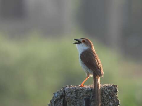 Image of Yellow-eyed Babblers and Allies