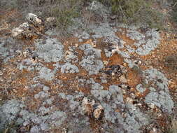 Image of Artemisia pedemontana subsp. assoana (Willk.) Rivas Mart.