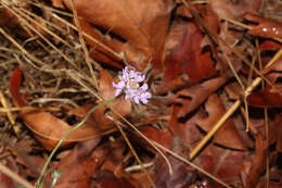 Image de Lomelosia brachiata (Sm.) W. Greuter & Burdet