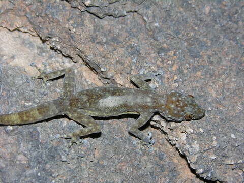 Image of Ptyodactylus togoensis Tornier 1901