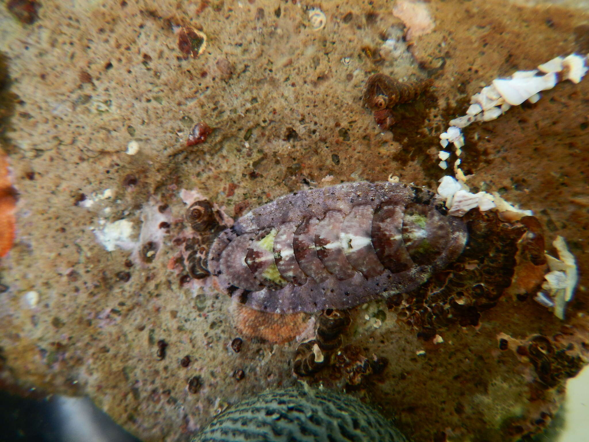 Image of Stenoplax limaciformis (G. B. Sowerby I 1832)