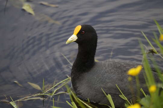 Image of White-winged Coot