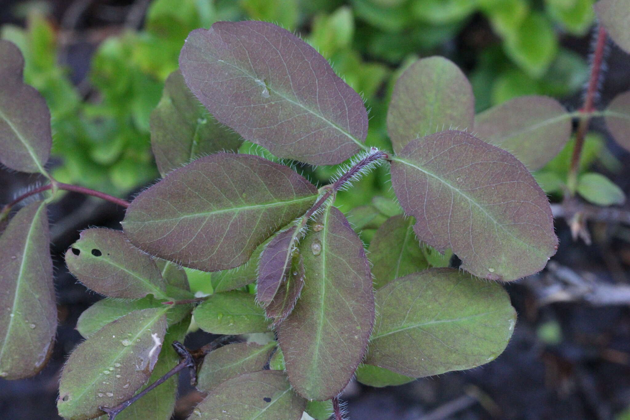 Image de Lonicera caerulea subsp. pallasii (Ledeb.) Browicz