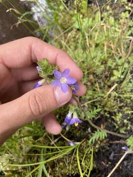 Image of western polemonium