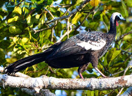 Image of Red-throated Piping Guan