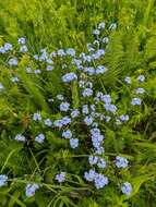 Plancia ëd Myosotis lithospermifolia (Willd.) Hornem.