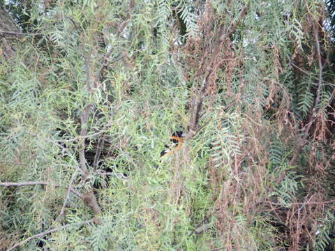 Image of Black-headed Grosbeak