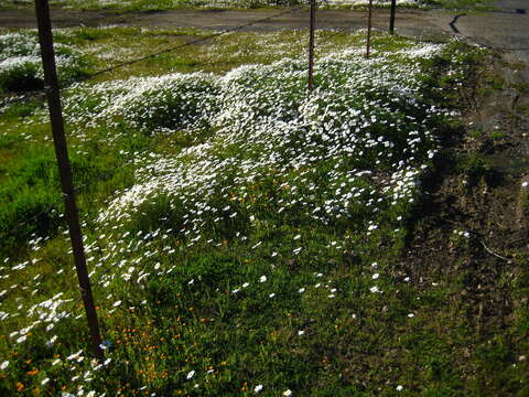 Image of chamomile