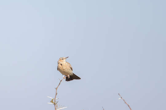 Image of Short-clawed Lark