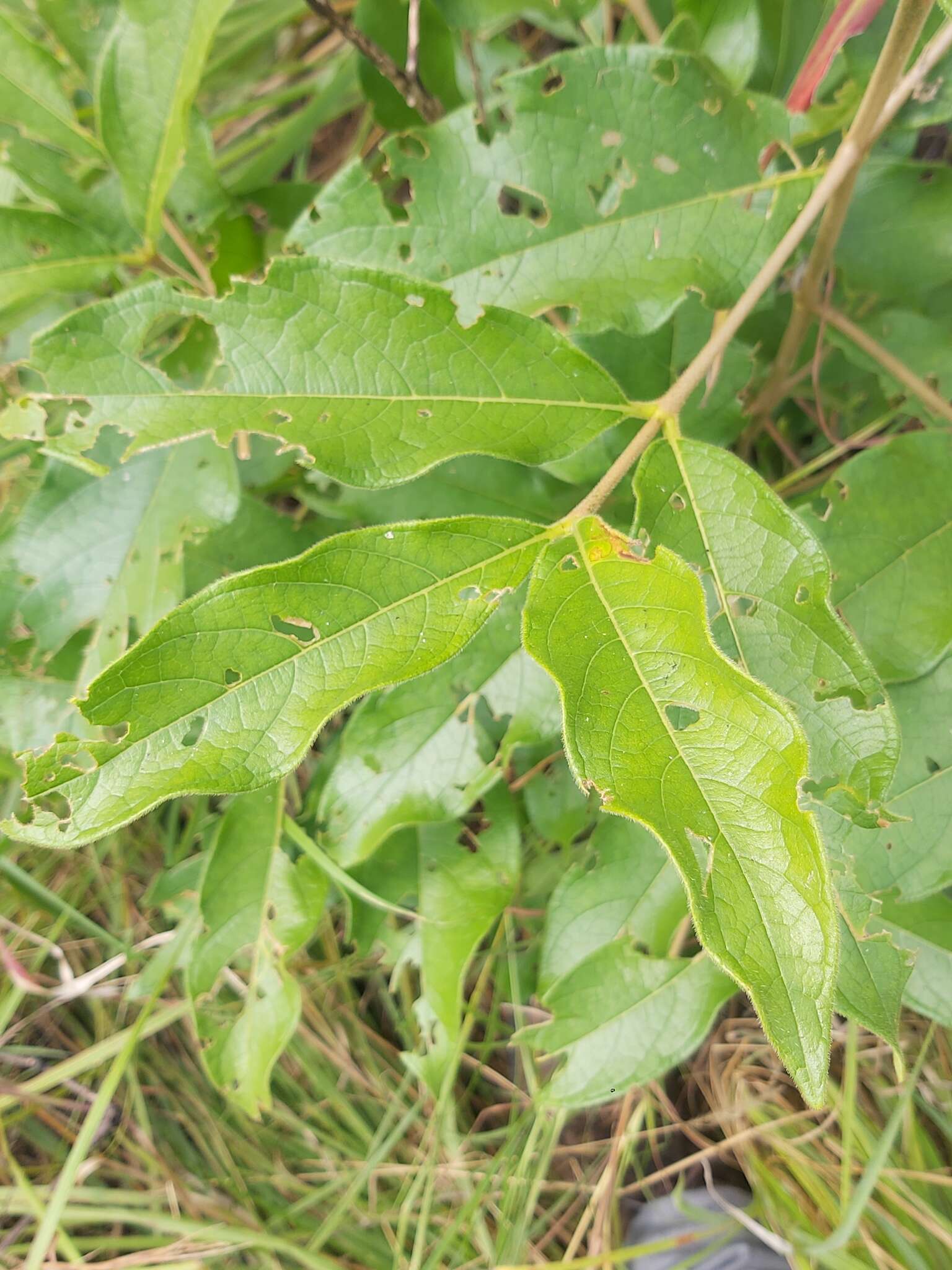 Sivun Vangueria infausta subsp. infausta kuva