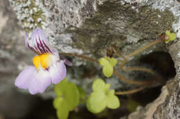 Image of Cymbalaria longipes (Boiss. & Heldr.) A. Cheval.