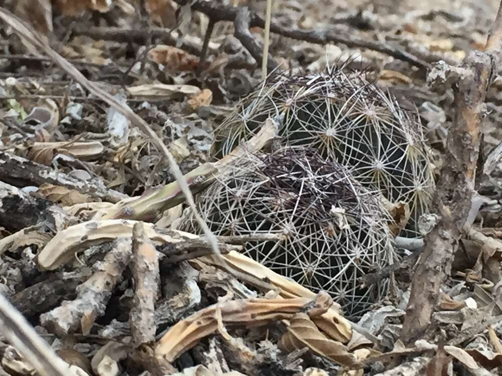 Image of Coryphantha neglecta L. Bremer