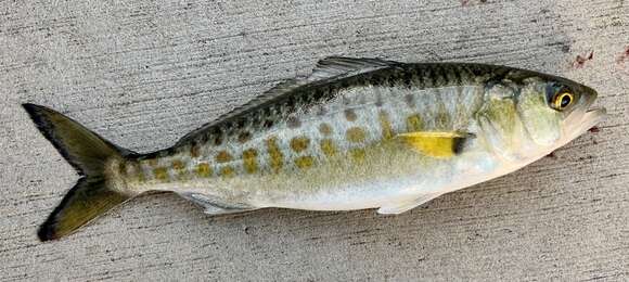 Image of Western Australian salmon