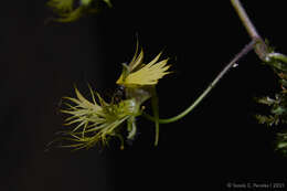 Image of Tropaeolum warmingianum Rohrb.