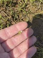 Image of Dwarf Calico-Flower