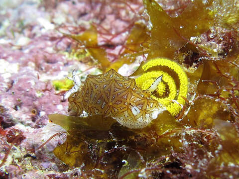 Image of Orange edged ridged black slug