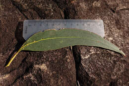 Image of Eucalyptus goniocalyx subsp. goniocalyx