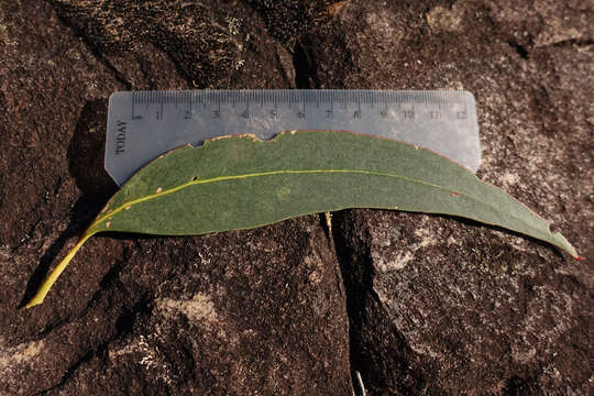 Image of Eucalyptus goniocalyx subsp. goniocalyx