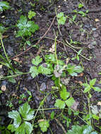 Слика од Myosotis secunda A. Murray