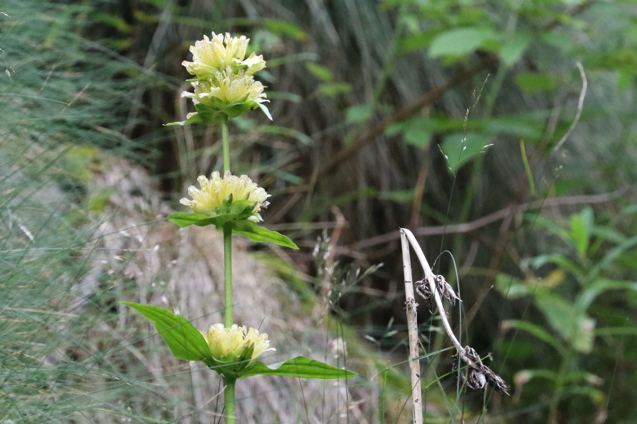 Imagem de Gentiana burseri subsp. villarsii (Griseb.) Rouy