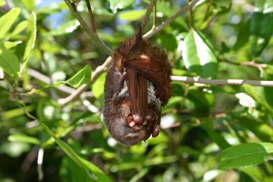 Image of Seminole Bat