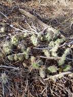 Image of Brittle Cactus