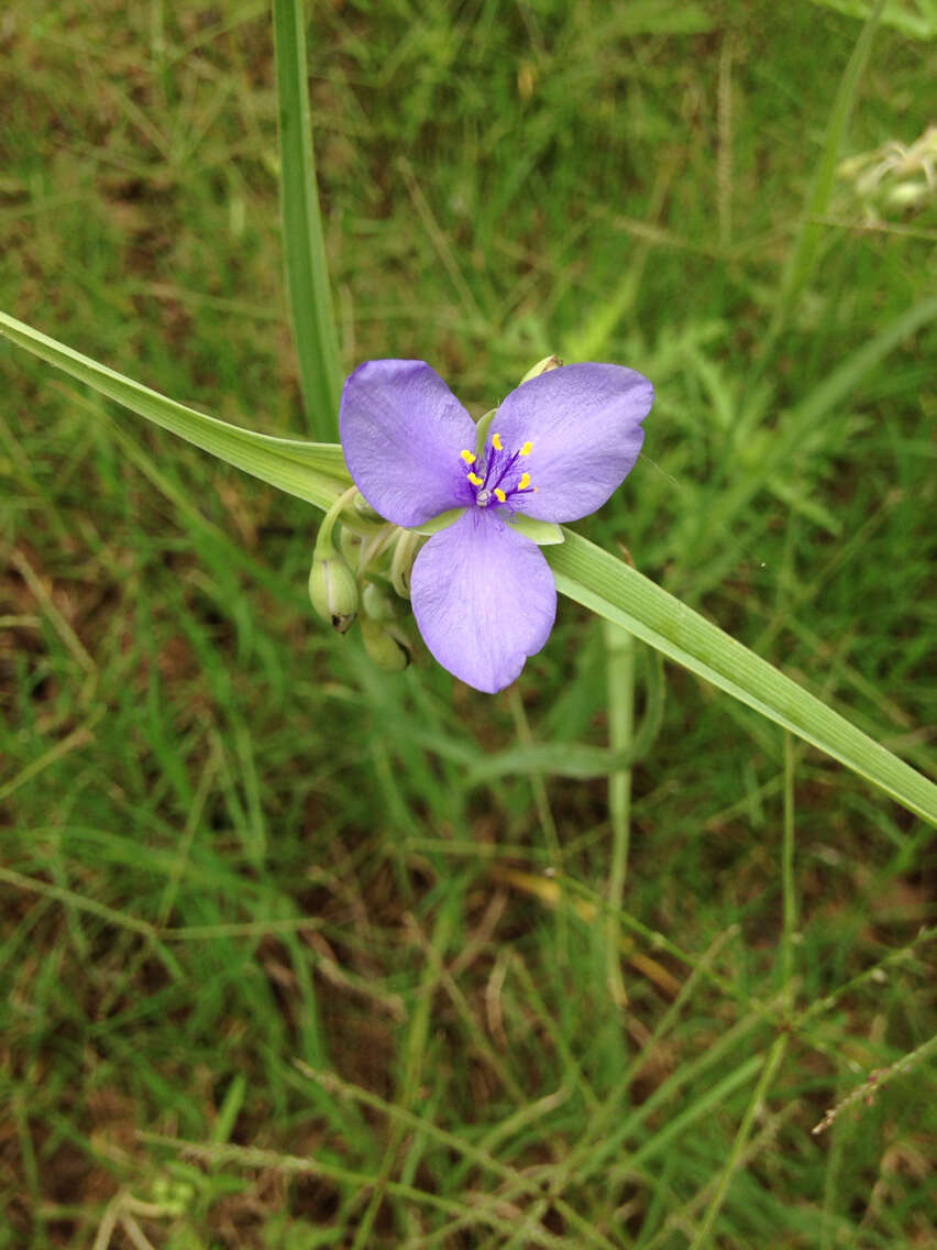 Слика од Tradescantia ohiensis Raf.