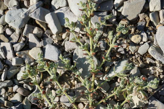 Image of gray rupturewort