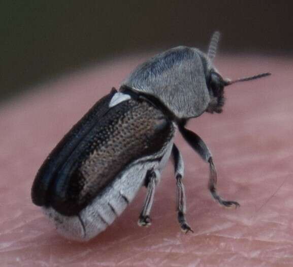 Plancia ëd Coscinoptera aeneipennis (J. L. Le Conte 1858)