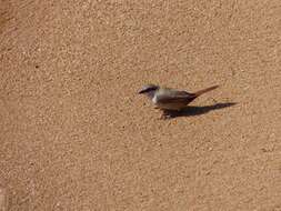 Image of Crimson-rumped Waxbill