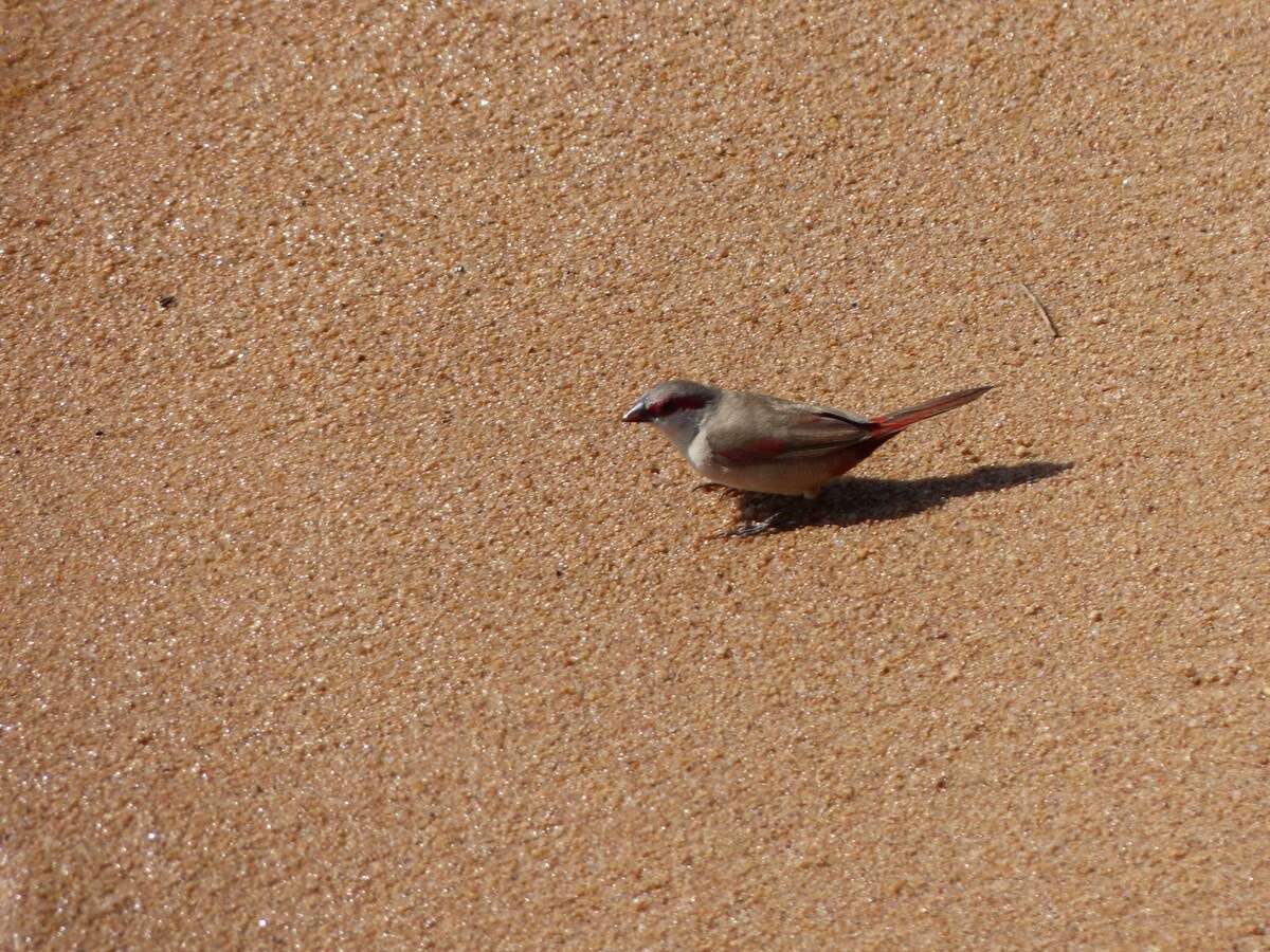 Image of Crimson-rumped Waxbill