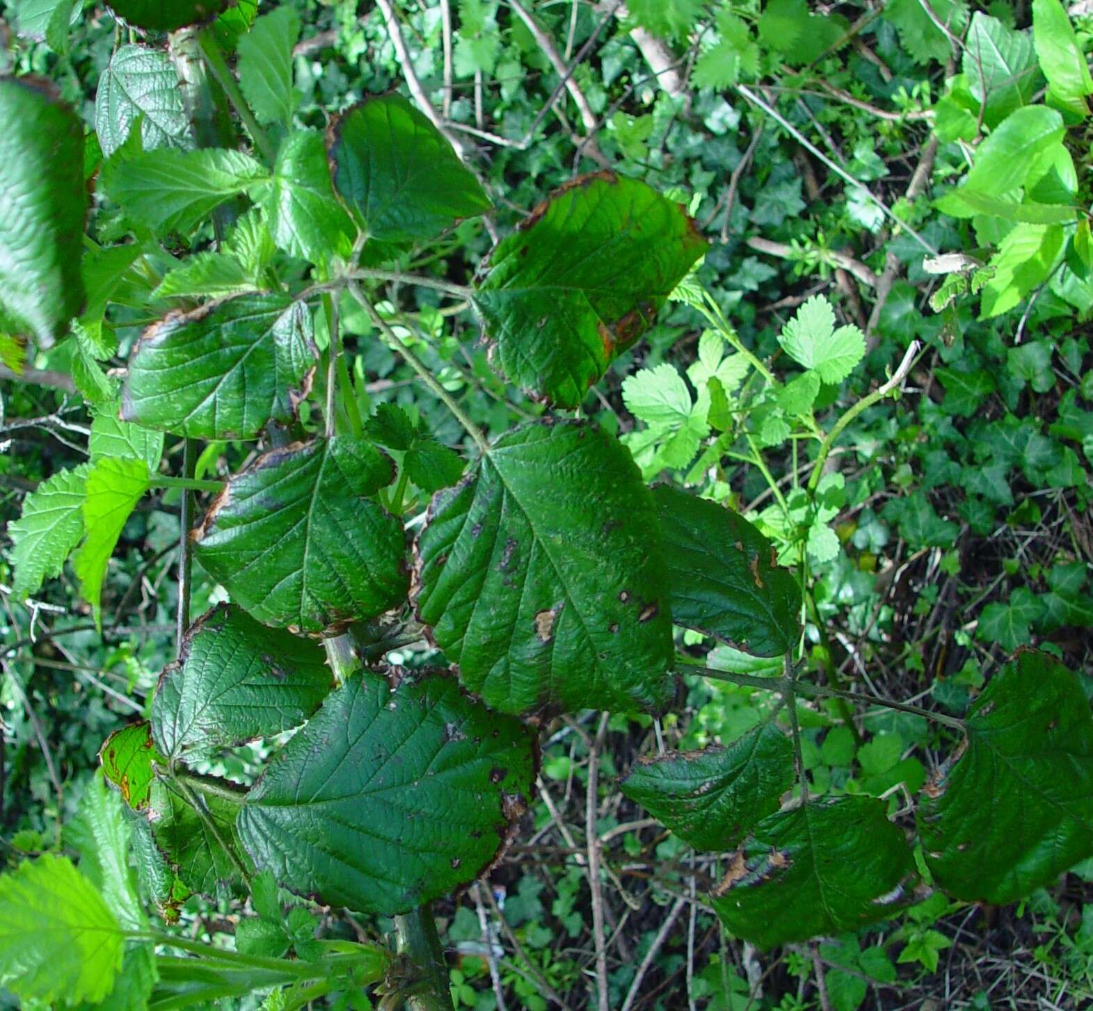 صورة Rubus bartonii Newton