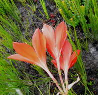 Image of George lily, Scarborough lily