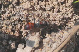 Image of Nomada flavoguttata (Kirby 1802)