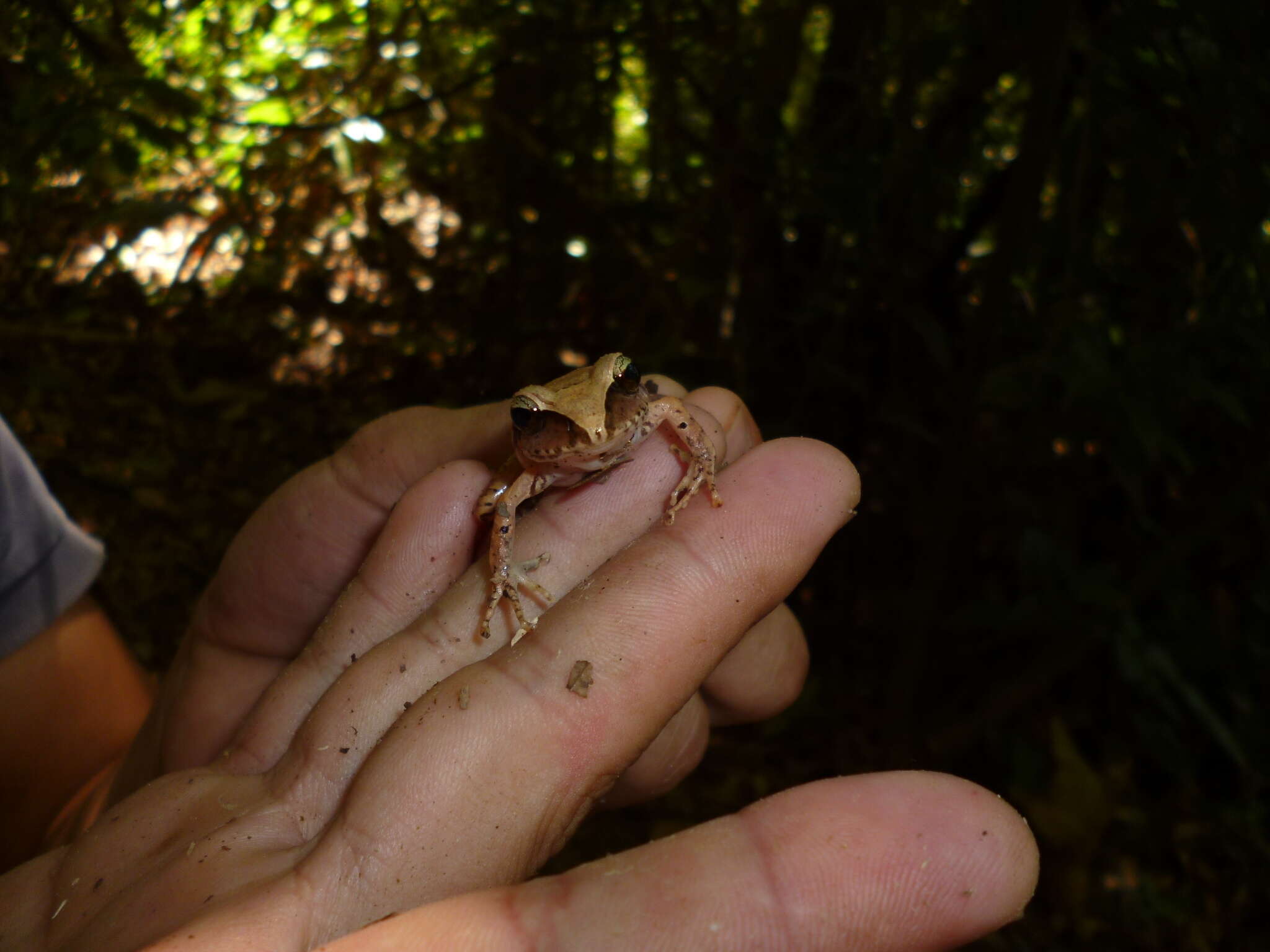 Image of Broadheaded Rainfrog