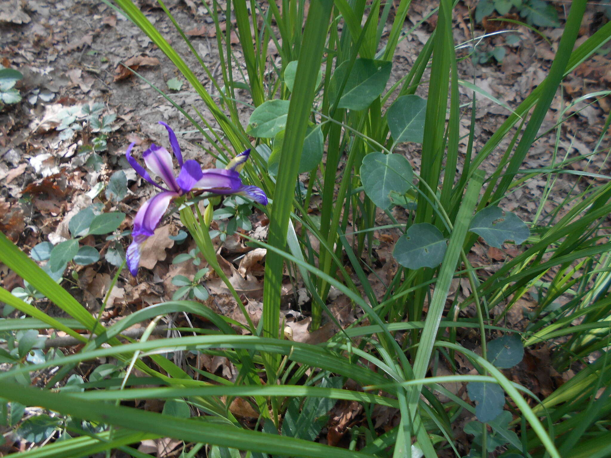 Image of Iris graminea L.