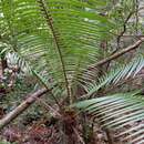Image of Palm Corcho