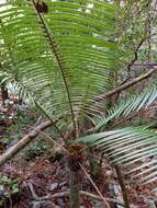 Image of Palm Corcho