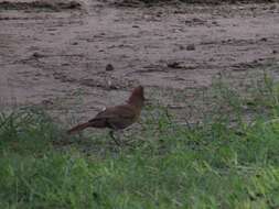 Image of Brown Cacholote