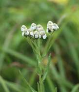 Achillea alpina subsp. alpina resmi