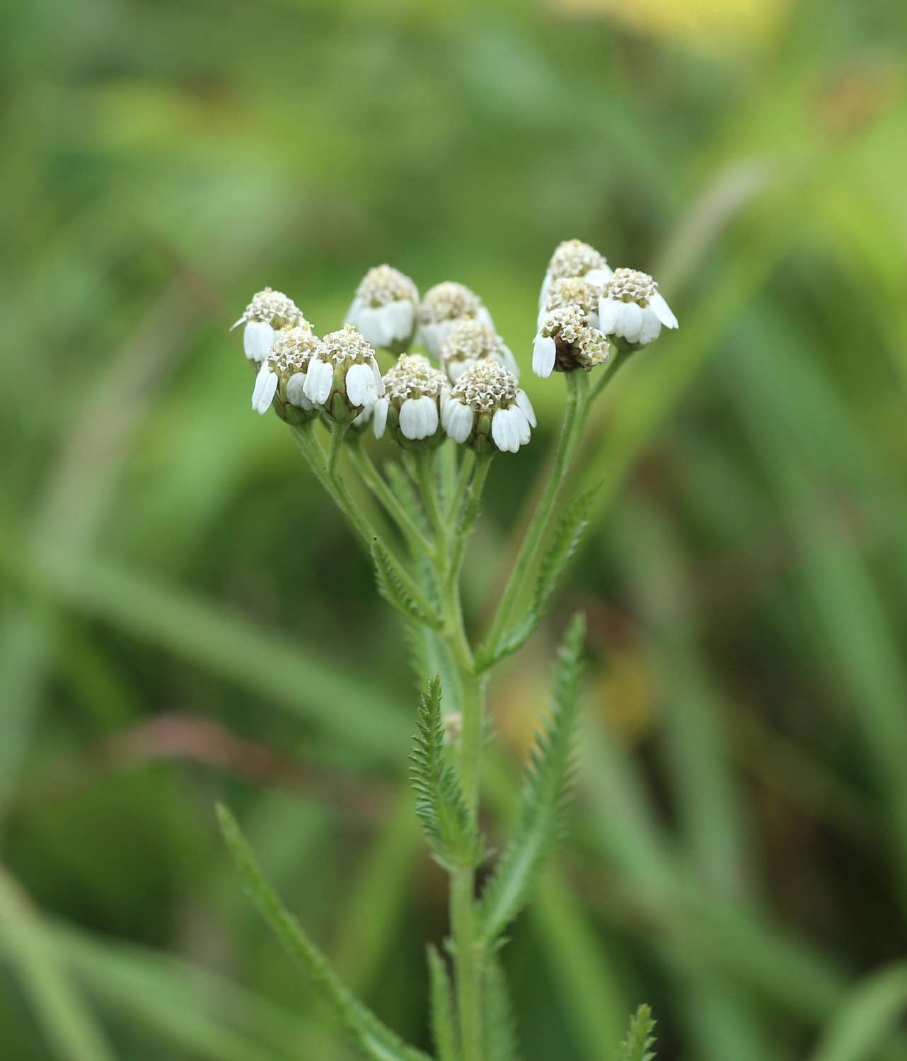 Слика од Achillea alpina subsp. alpina