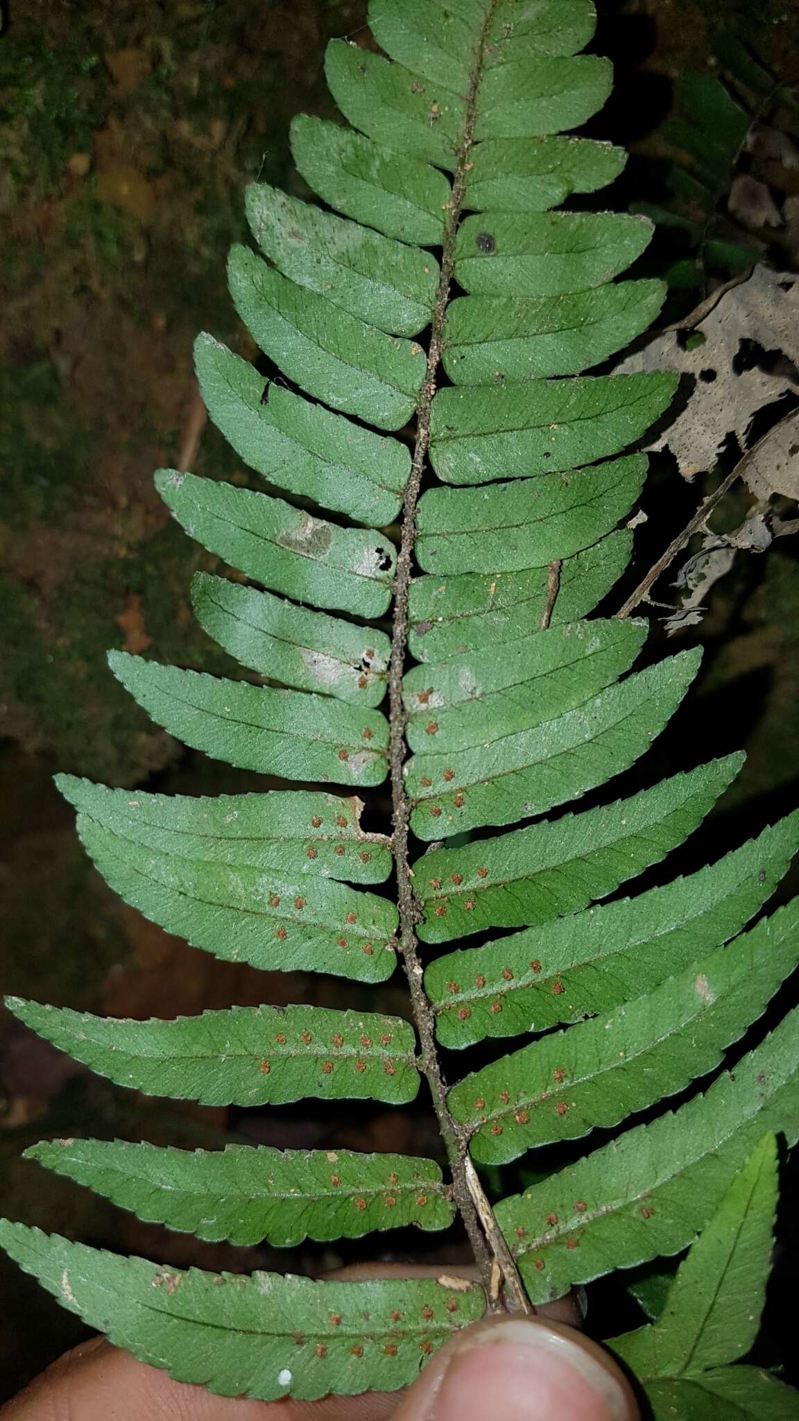 Image de Dryopteris decipiens (Hook.) O. Kuntze