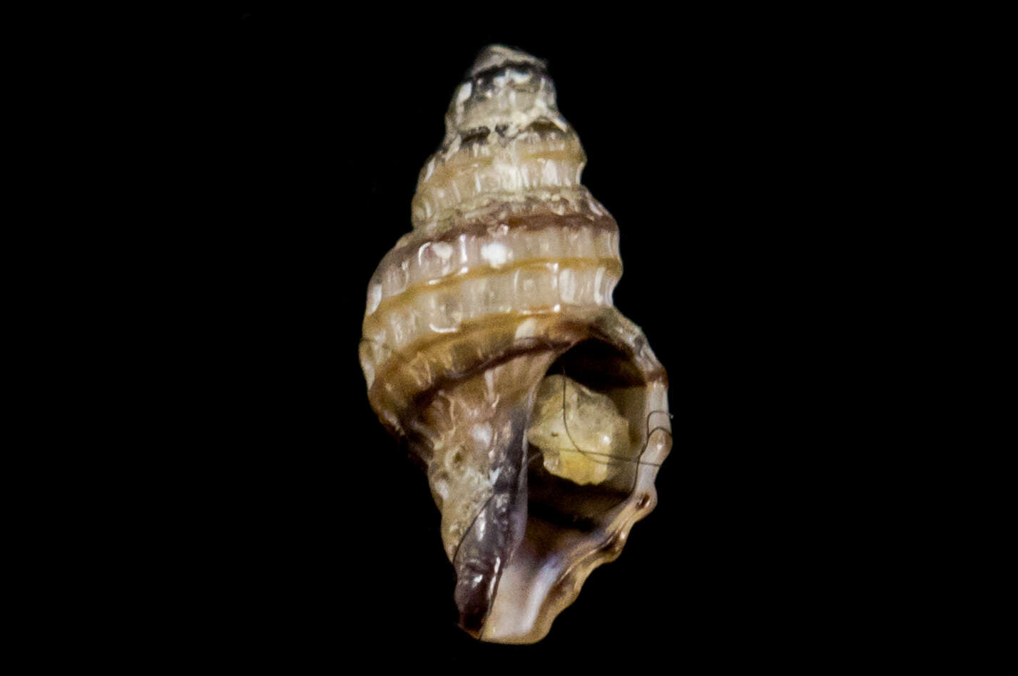 Image of Paciocinebrina atropurpurea (Carpenter 1865)