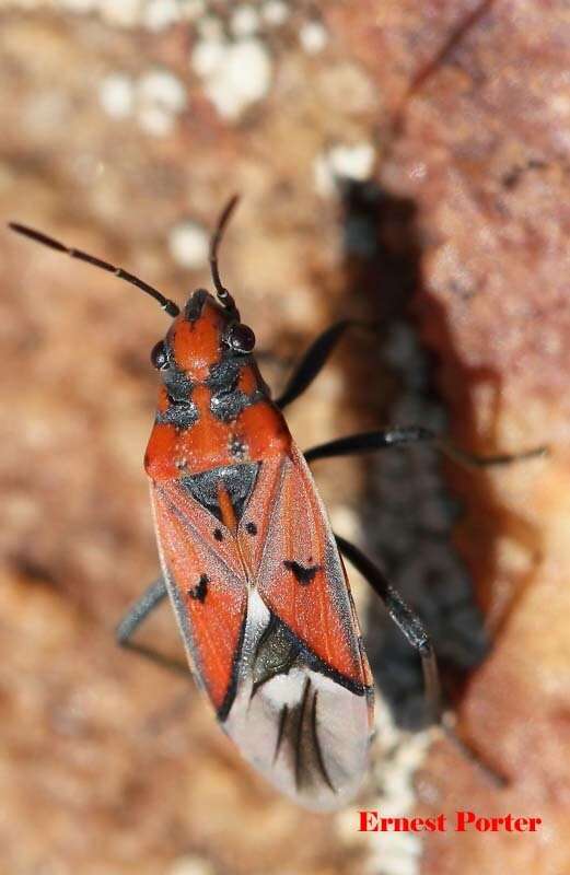 Image of Haemobaphus concinnus (Dallas & W. S. 1852)