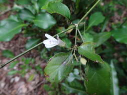 Image of Justicia pinensis S. Moore