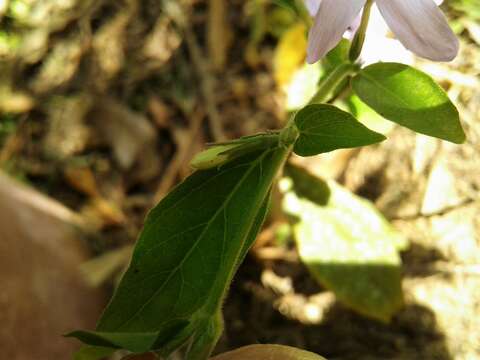 Pseuderanthemum heterophyllum (Nees) Radlk. resmi