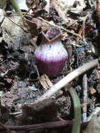 Image of North Fork heartleaf