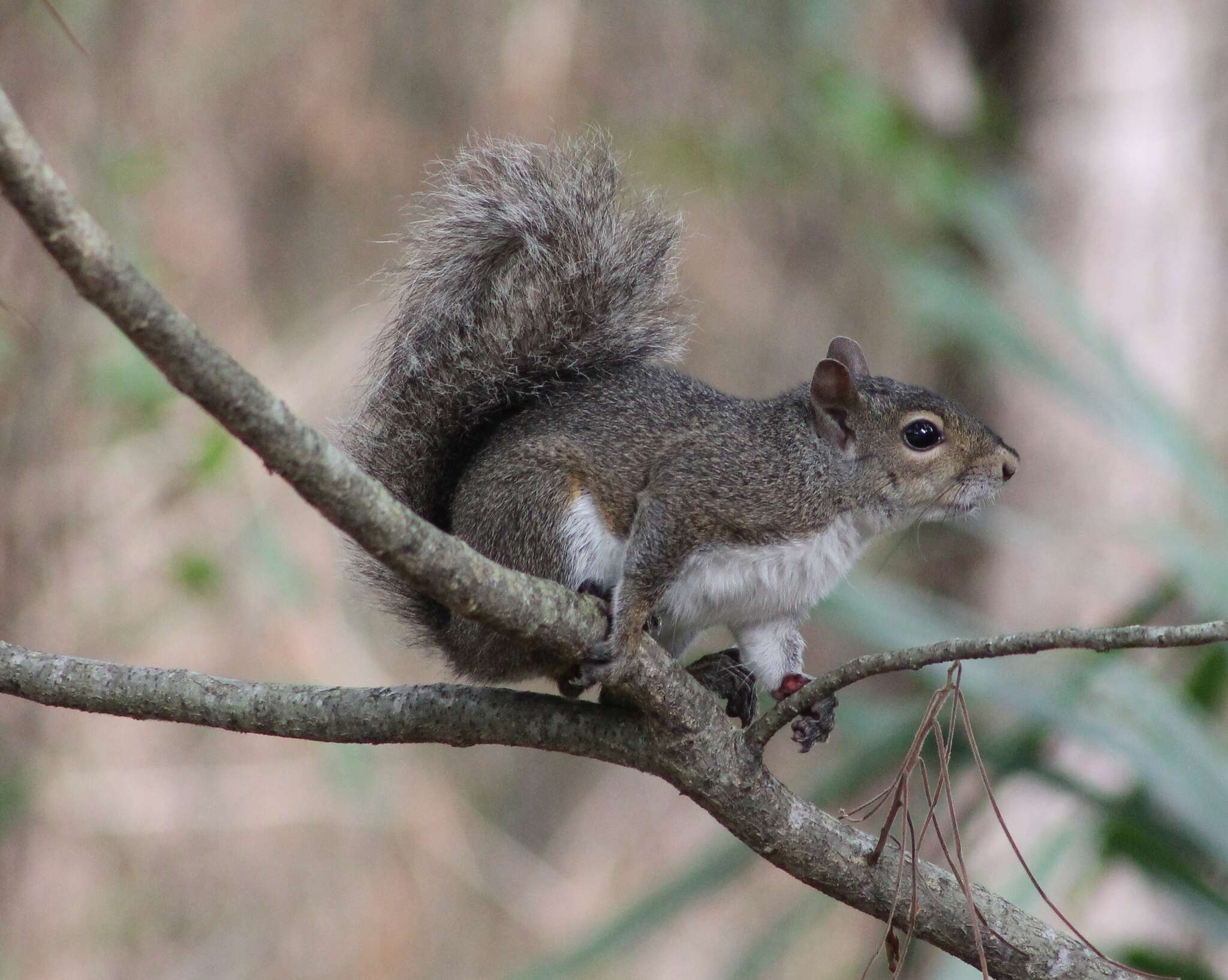 Image of Sciurus subgen. Sciurus Linnaeus 1758