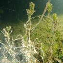 Sivun Lamprothamnium papulosum kuva