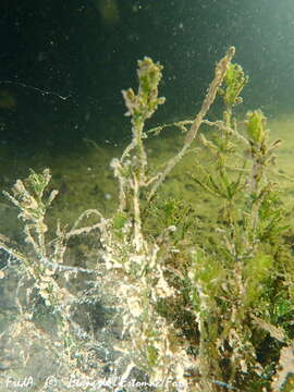 Image of Foxtail stonewort